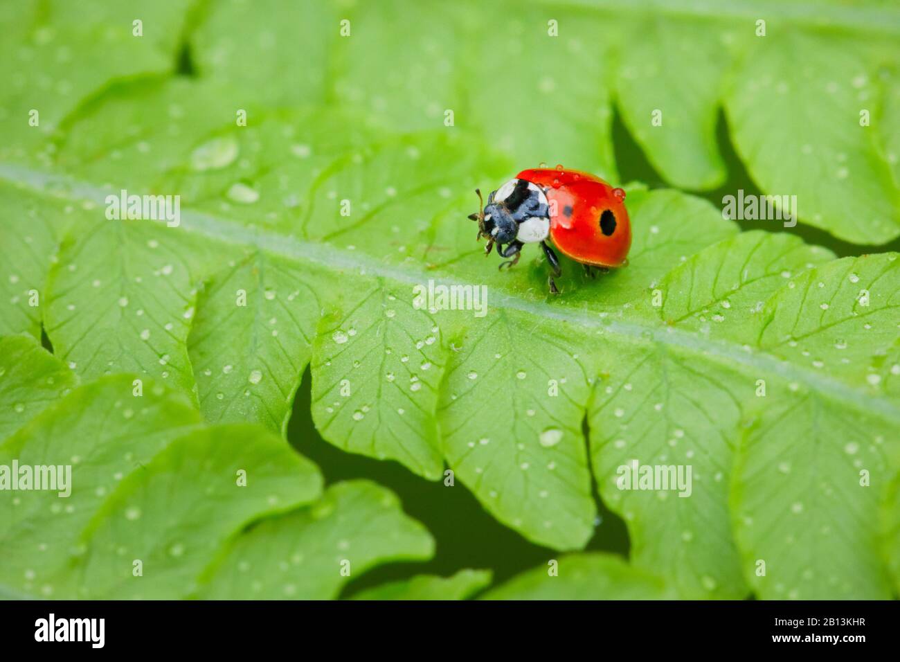 two-spot ladybird, 2-spot ladybird (Adalia bipunctata), on fern, Switzerland Stock Photo