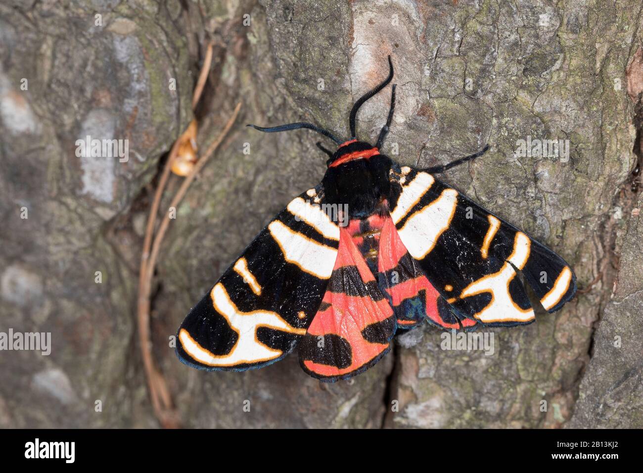 hebe tiger moth (Arctia festiva, Ammobiota festiva, Ammobiota hebe), sits on bark, Germany Stock Photo