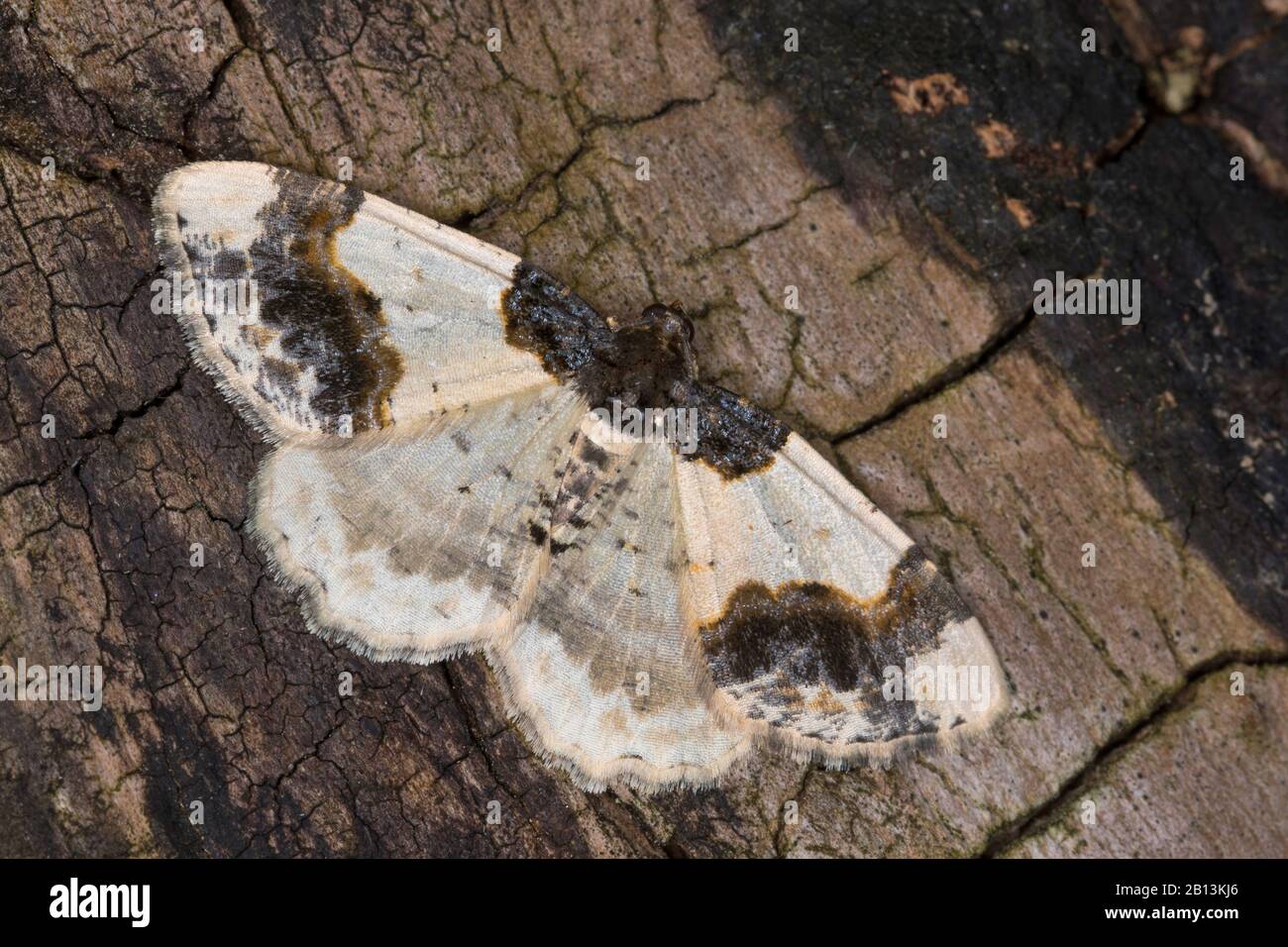 Scorched Carpet (Ligdia adustata, Geometra adustata), sits on bark, Germany Stock Photo