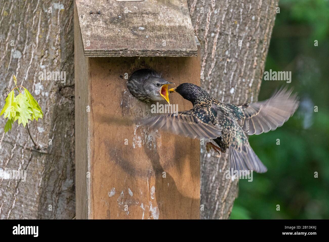 common starling (Sturnus vulgaris), feeding begging fledgling in nesting box, Germany, Bavaria Stock Photo