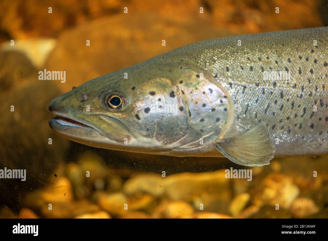 Danube salmon, huchen (Hucho hucho), portrait, Germany Stock Photo