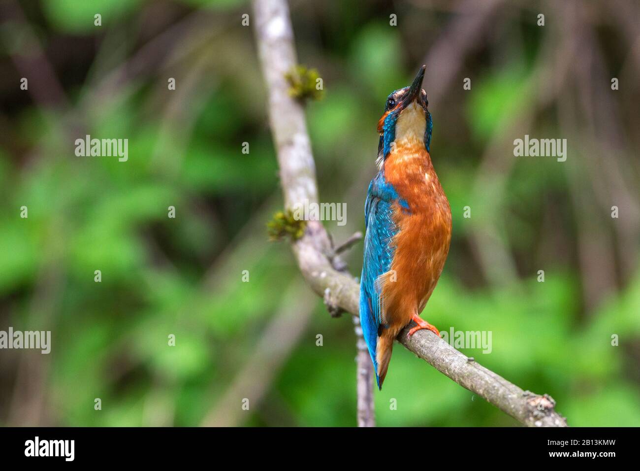 river kingfisher (Alcedo atthis), male, Germany, Baden-Wuerttemberg Stock Photo