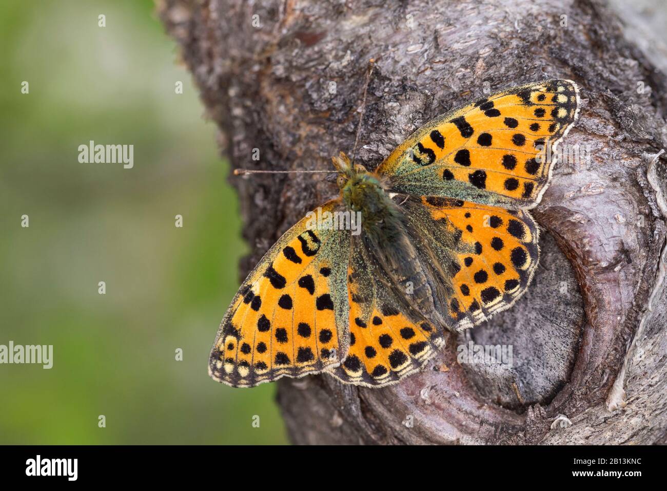 Queen of Spain fritillary (Argynnis lathonia, Issoria lathonia), sits on a tree trunk, Germany Stock Photo