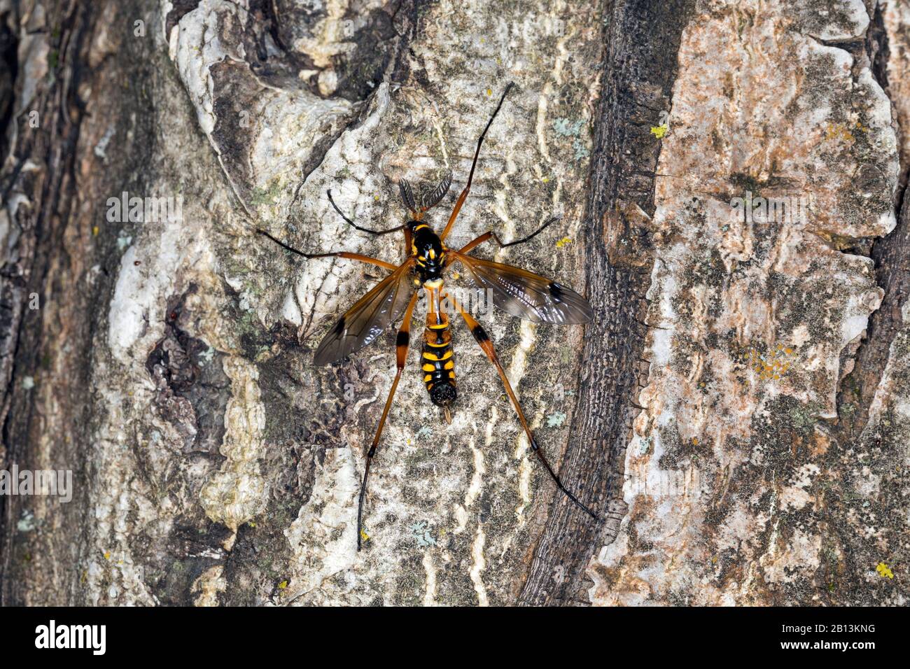 Crane Fly, Cranefly (Ctenophora elegans), male with comb-like antennae, Germany Stock Photo