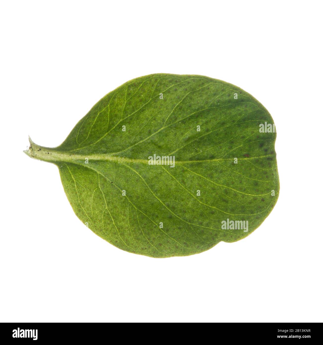 creeping jenny, moneywort (Lysimachia nummularia), leaf, cutout, Germany Stock Photo