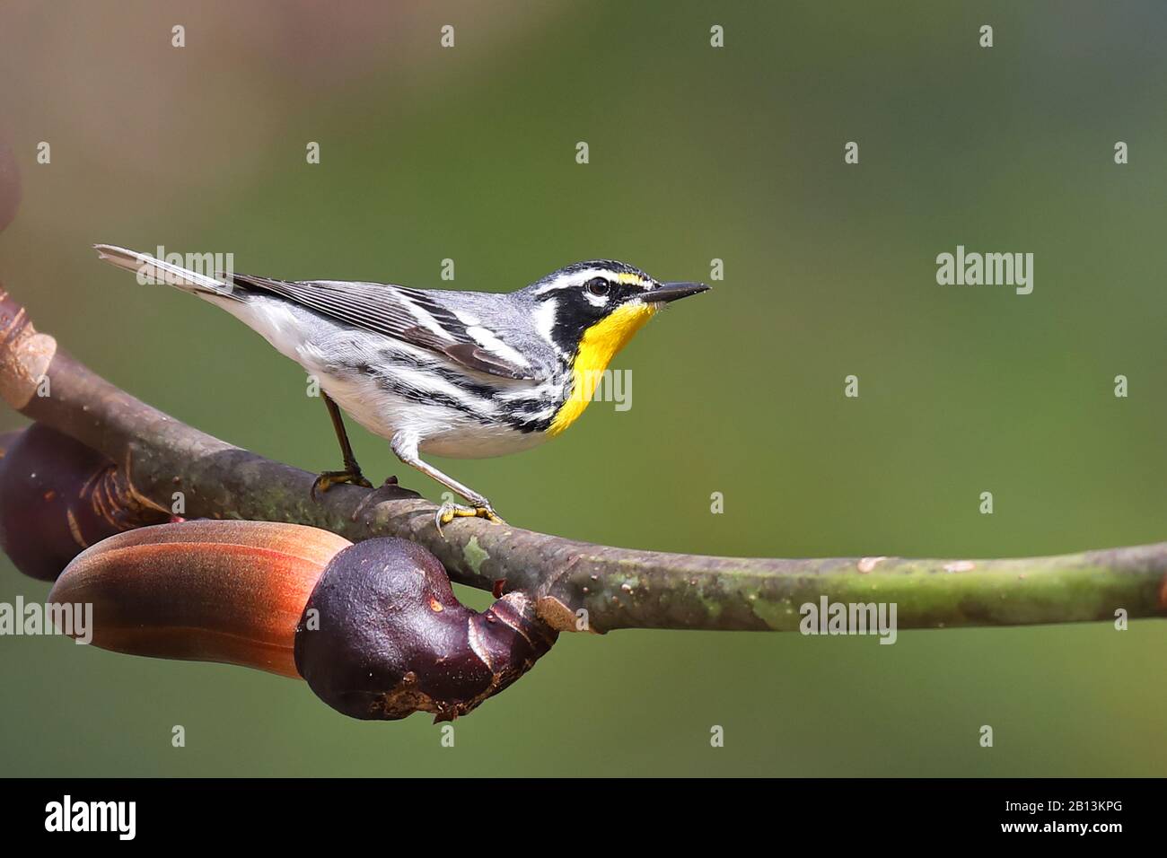 yellow-throated warbler (Setophaga dominica, Dendroica dominica), sits on a twig of Pseudobombax ellipticum, Cuba, Topes de Collantes Stock Photo