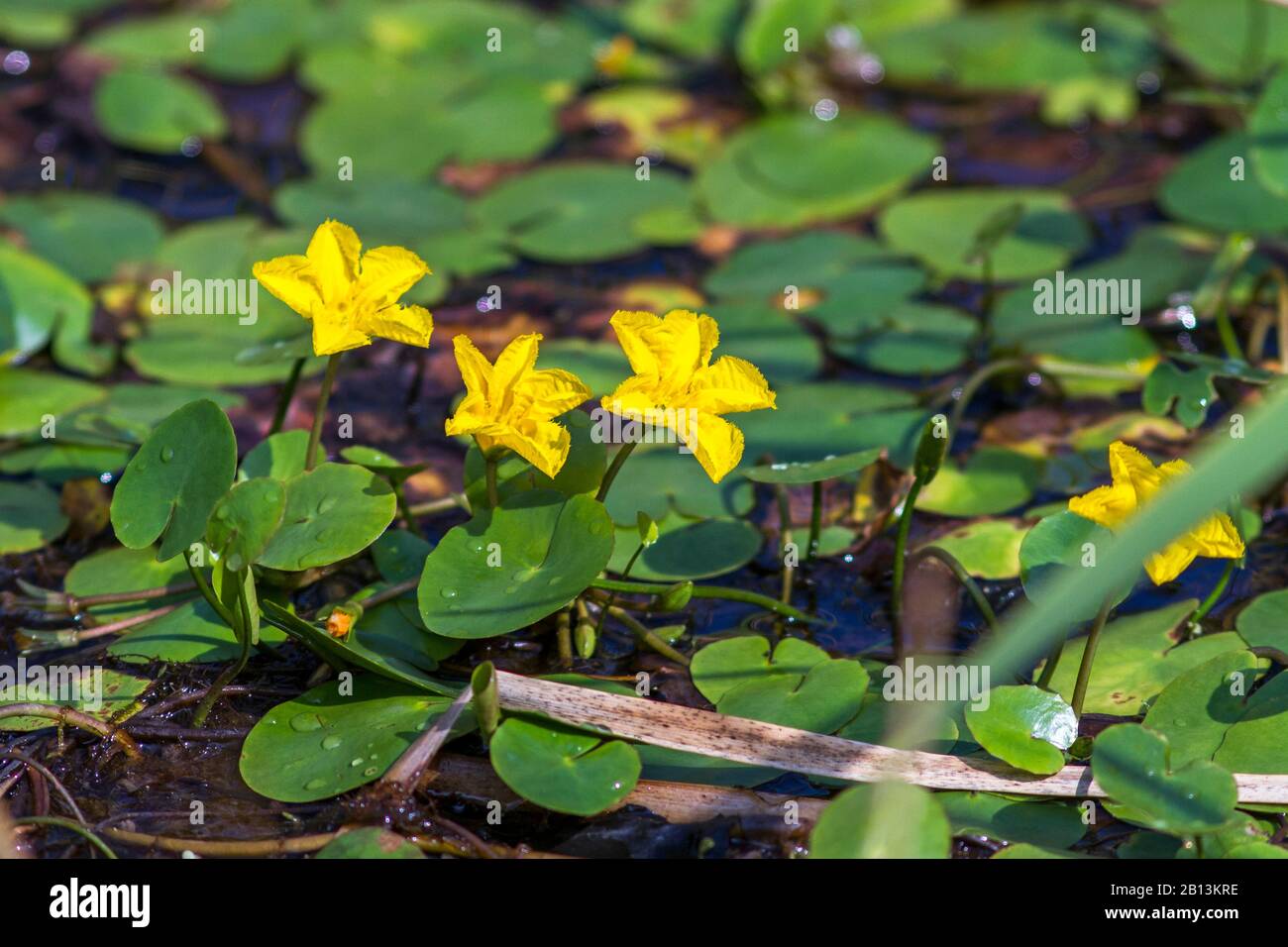 Yellow floating heart, Fringed Water Lily (Nymphoides peltata), blooming, Germany, Baden-Wuerttemberg Stock Photo