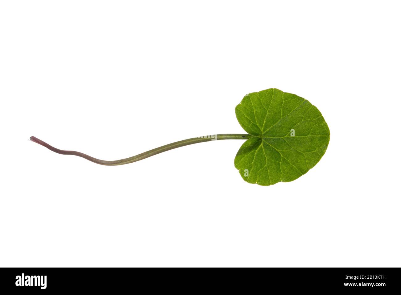 lesser celandine, fig-root butter-cup (Ranunculus ficaria, Ficaria verna), leaf, cutout, Germany Stock Photo