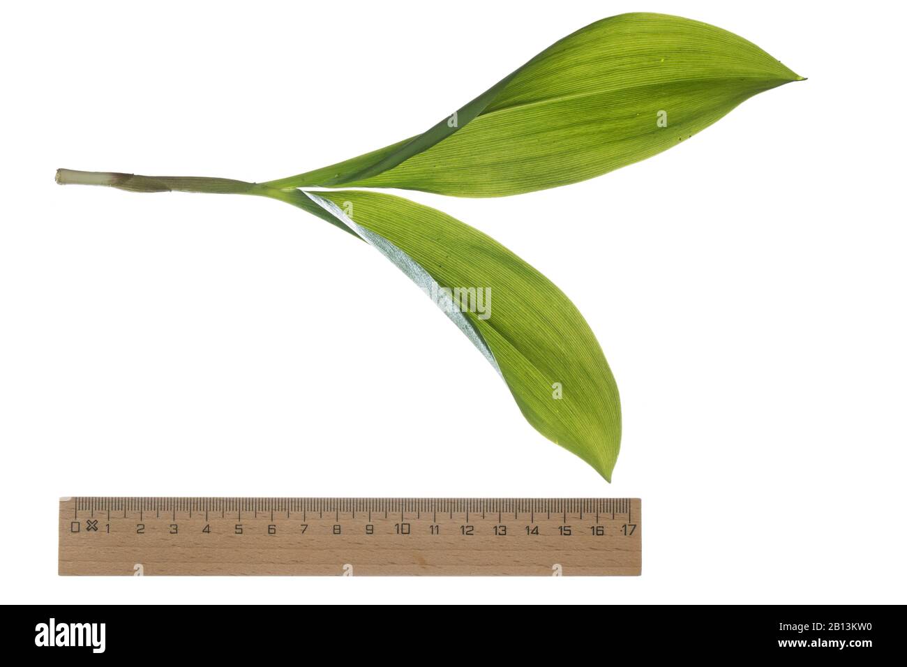 European lily-of-the-valley (Convallaria majalis), leaves, cutout with ruler, Germany Stock Photo