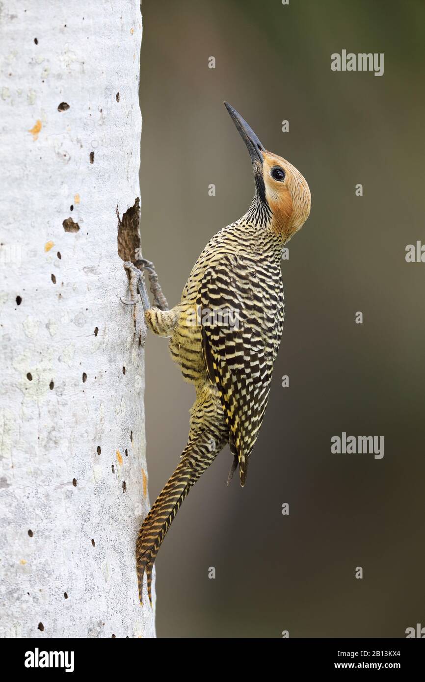 fernandina's flicker (Colaptes fernandinae), male sits in front of its cave, Cuba, Zapata  National Park Stock Photo