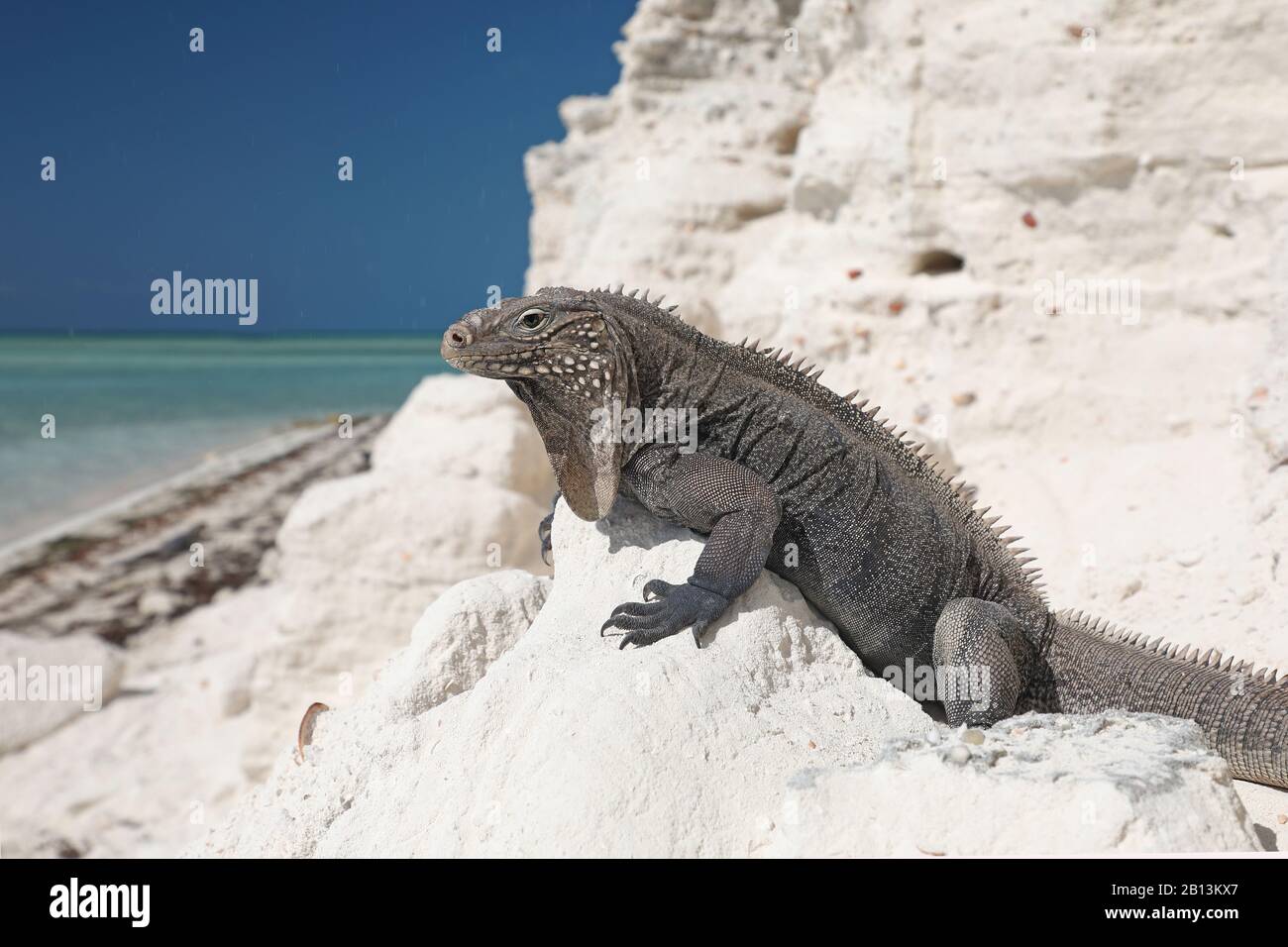 Cayman Islands ground iguana, Cuban ground iguana (Cyclura nubila nubila), on a coastal rock, side view, Cuba, Cayo Largo Stock Photo