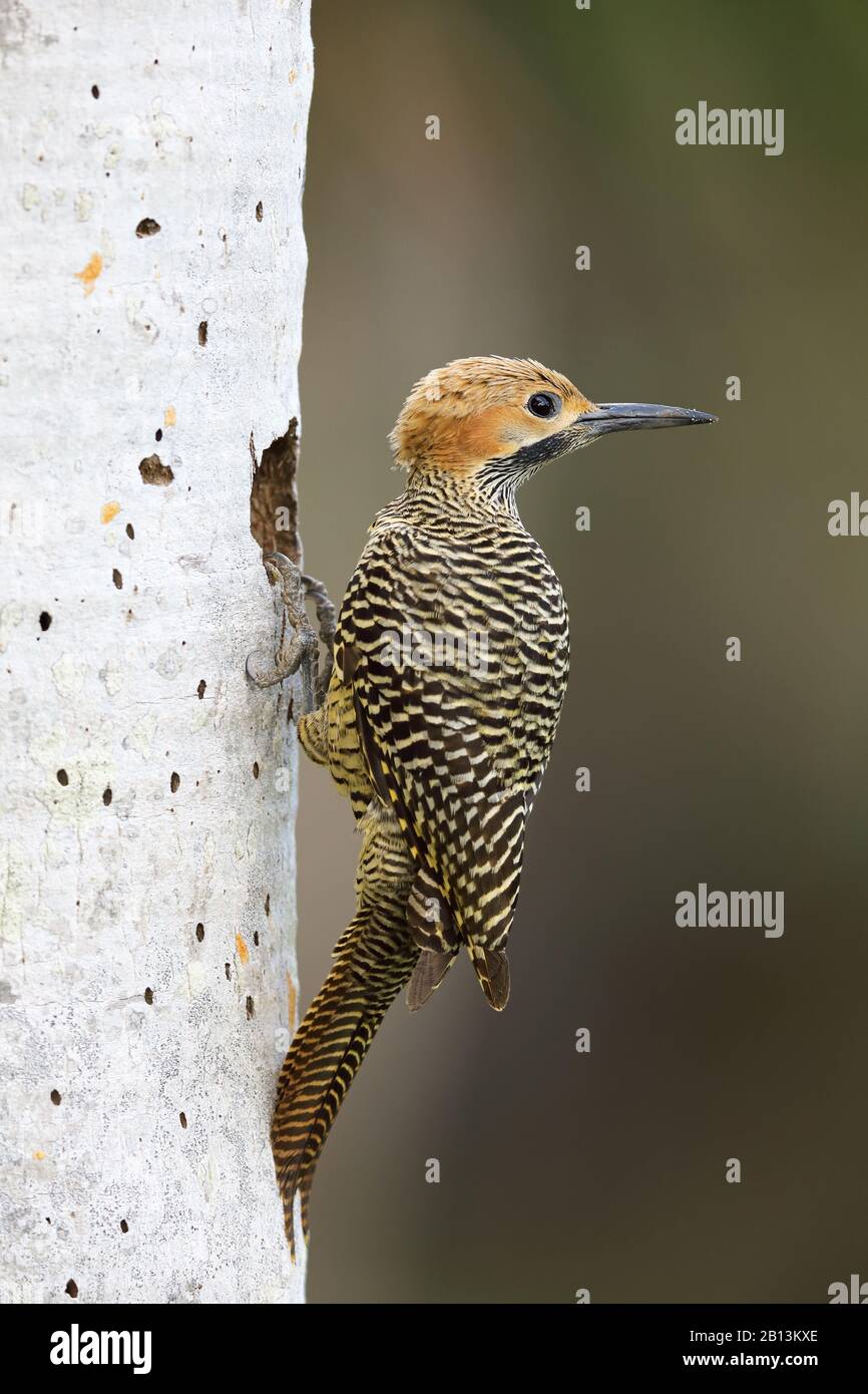 fernandina's flicker (Colaptes fernandinae), male sits in front of its cave, Cuba, Zapata  National Park Stock Photo