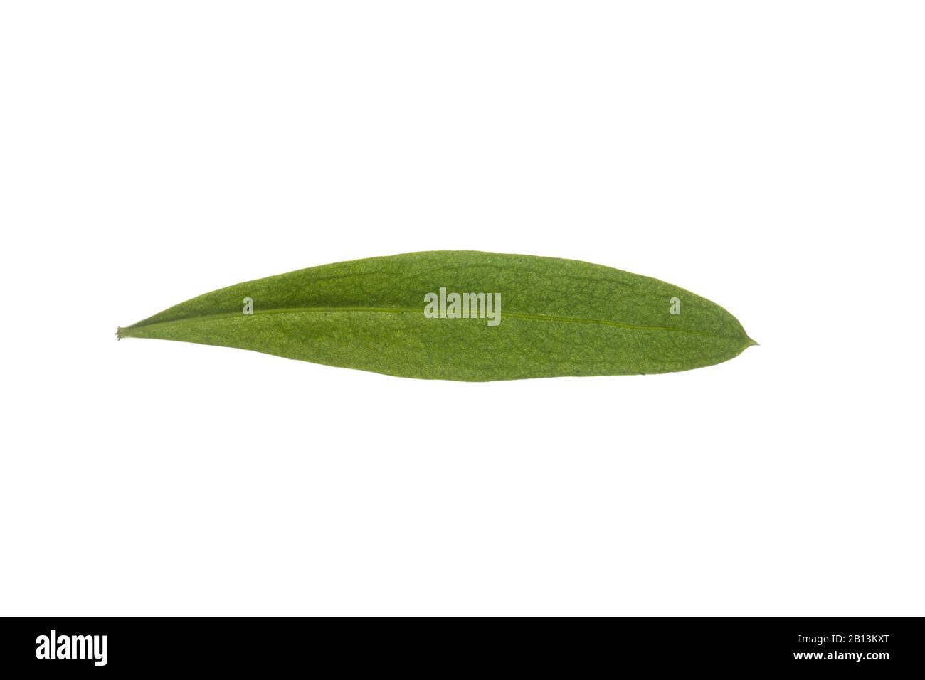 sweet woodruff (Galium odoratum), leaf, cutout, Germany Stock Photo