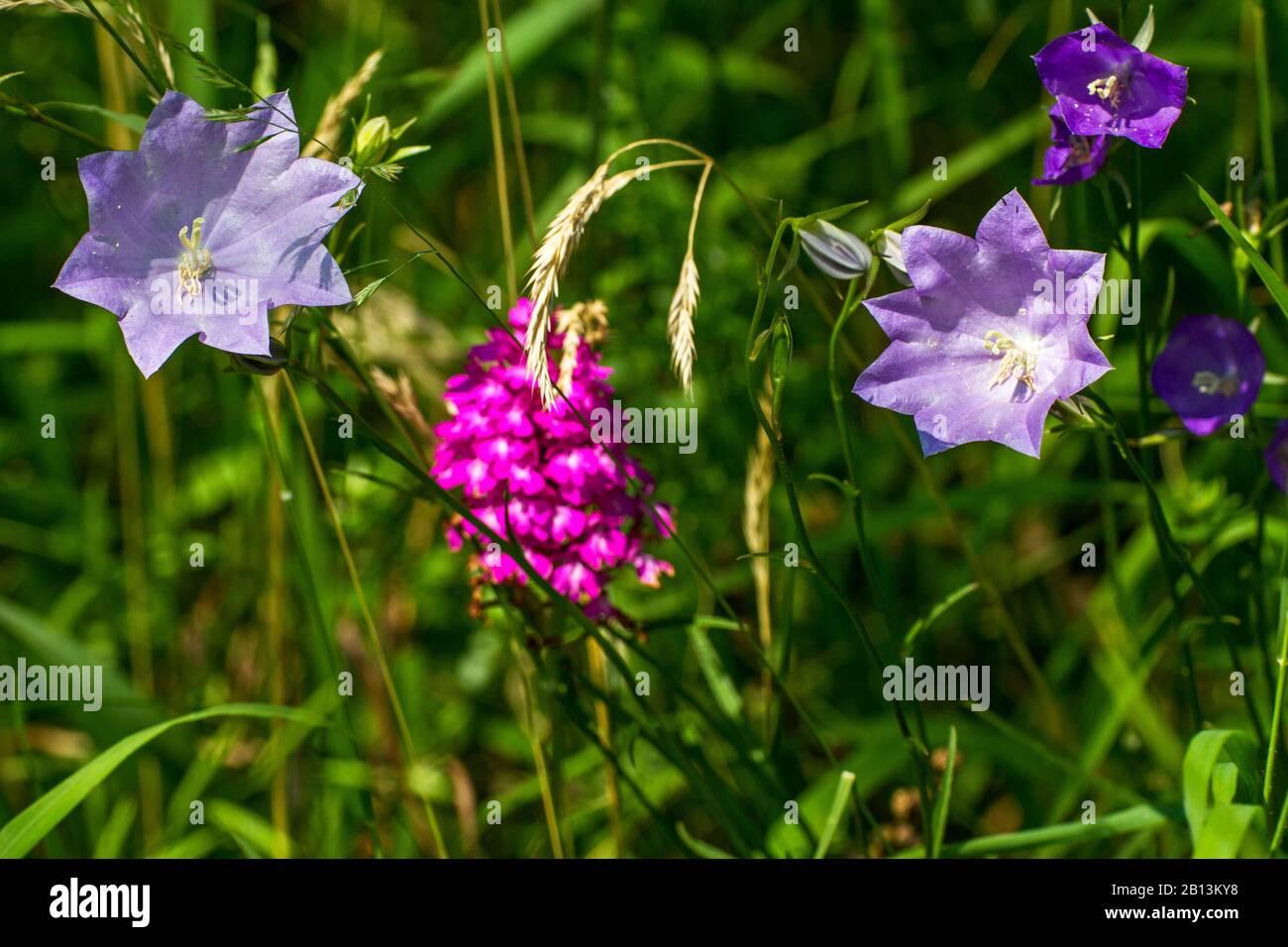 peach-leaved bellflower (Campanula persicifolia), with unnormal flower lobes, Pyramidal orchid in the background, Germany, Baden-Wuerttemberg Stock Photo