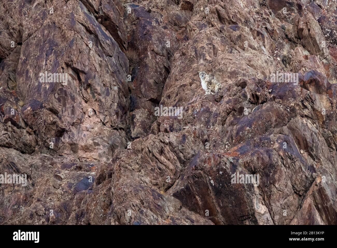 snow leopard (Uncia uncia, Panthera uncia), sitting in a rock wall