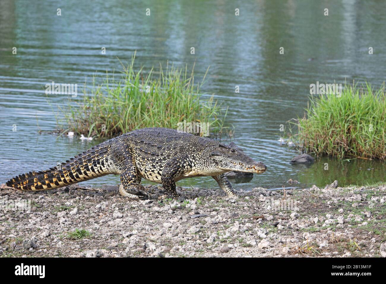 cuban crocodile high resolution stock photography and images alamy cuban crocodile high resolution stock photography and images alamy