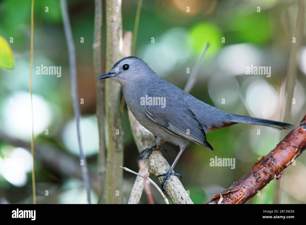 Catbird (Dumetella carolinensis), sits on a branch, Cuba, Cayo Coco Stock Photo