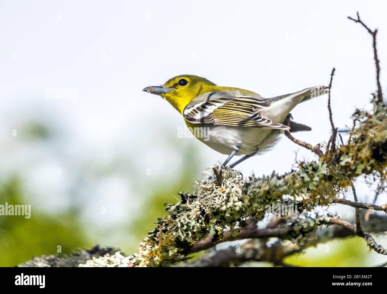 yellow-throated vireo (Vireo flavifrons), perched in a juniper tree , Azores Stock Photo