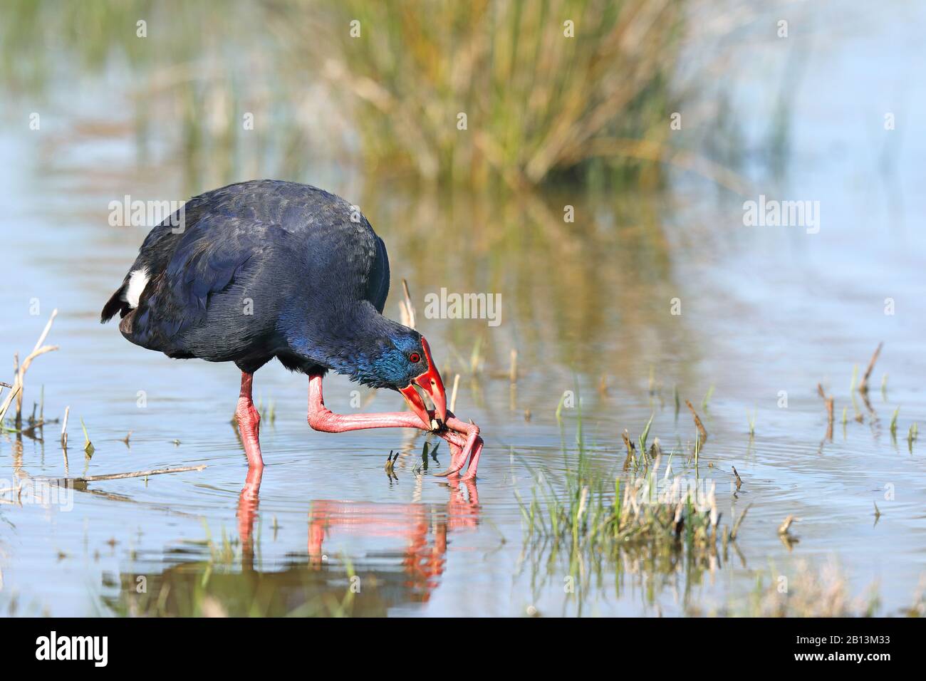 purple swamphen (Porphyrio porphyrio), feeds on water plants in shallow water, Spain, Balearic Islands, Majorca Stock Photo