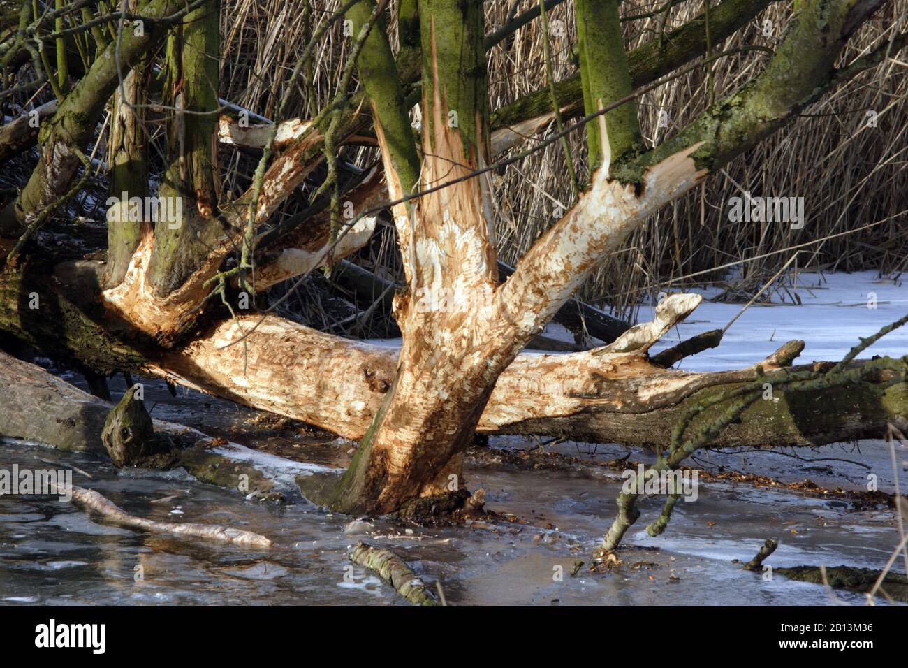 Beaver tracks hires stock photography and images Alamy