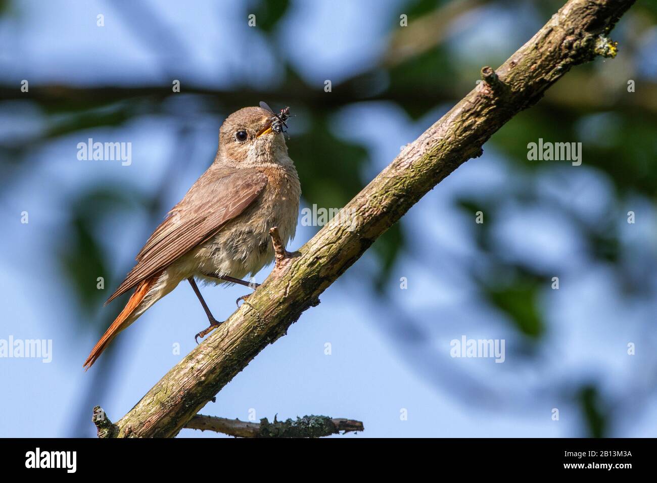 common redstart (Phoenicurus phoenicurus), female perching with feed in the bill on a branch, Germany, Baden-Wuerttemberg Stock Photo