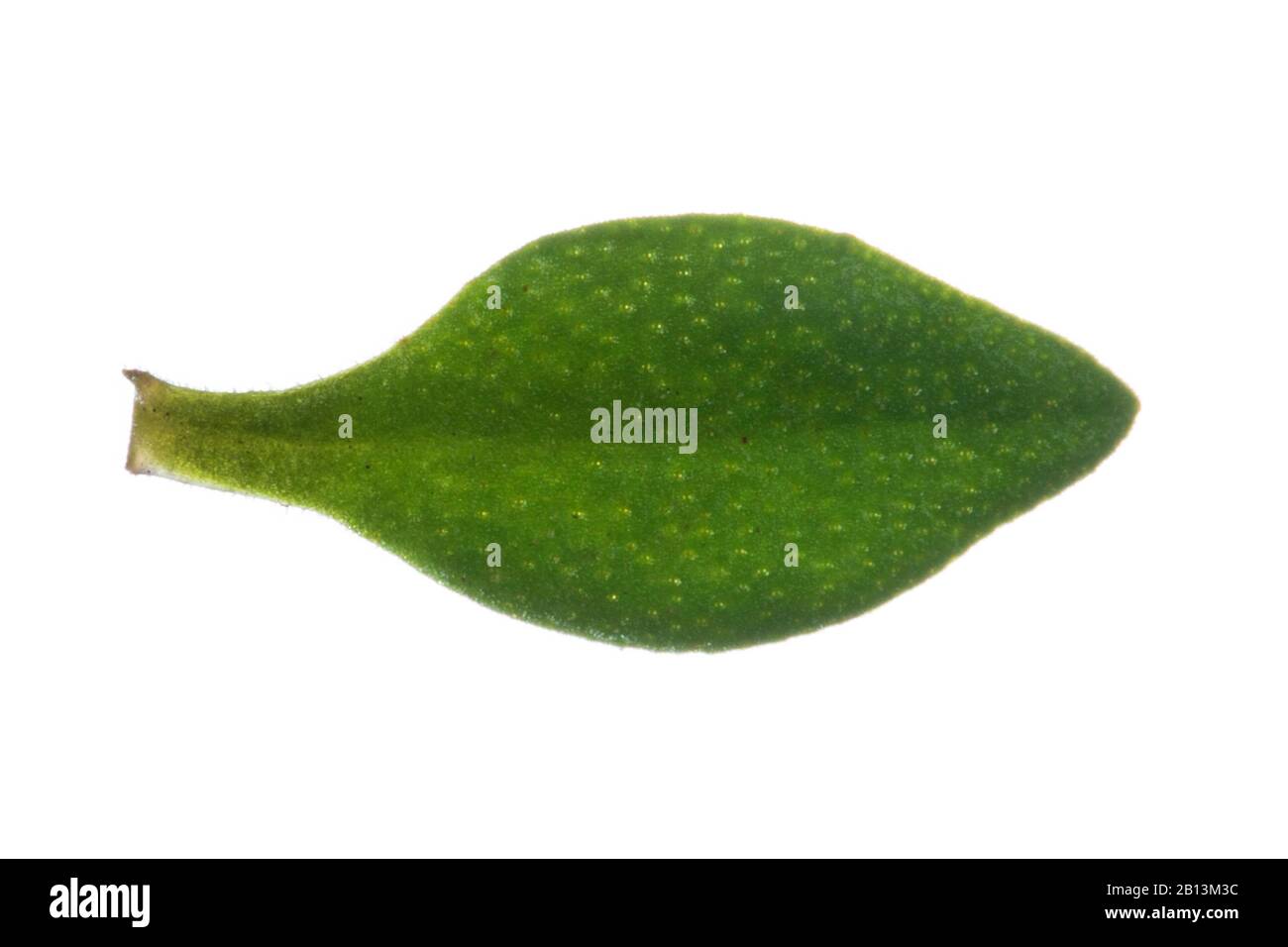 Garden thyme, English thyme, Common thyme (Thymus vulgaris), leaf, cutout Stock Photo