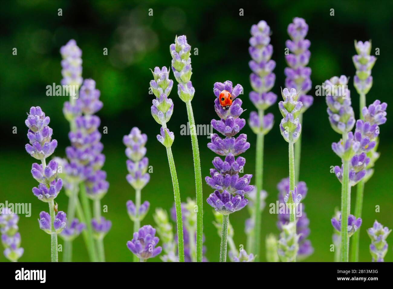 two-spot ladybird, 2-spot ladybird (Adalia bipunctata), on lavender, Switzerland Stock Photo