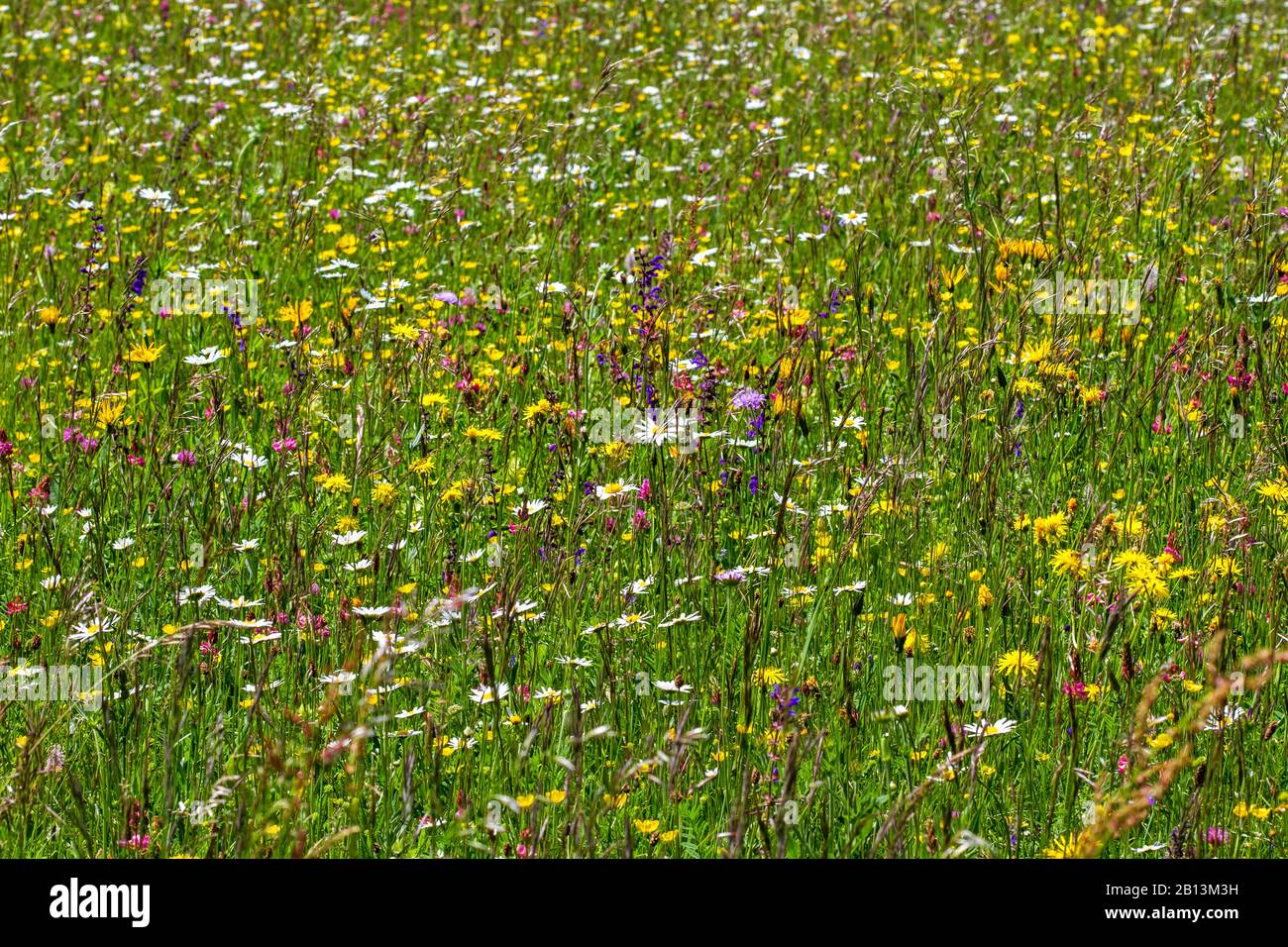 species-rich blooming meadow , Germany, Baden-Wuerttemberg, Swabian Alb Stock Photo