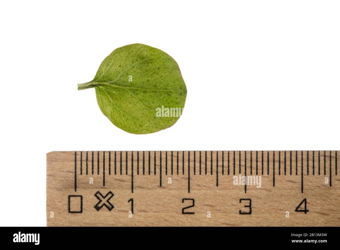 creeping jenny, moneywort (Lysimachia nummularia), leaf, cutout with ruler, Germany Stock Photo