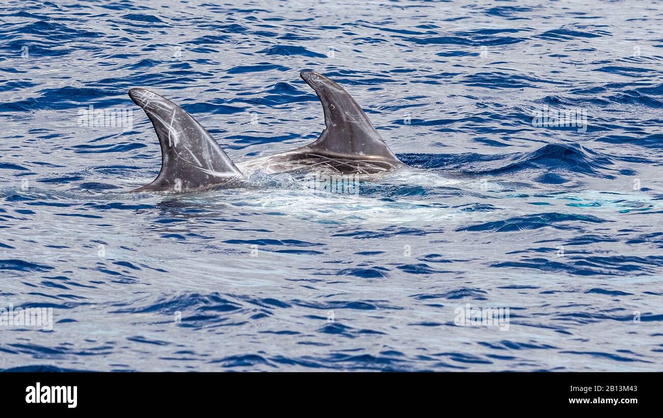 Risso's dolphin, Gray grampus, white-headed grampus (Grampus griseus), two Risso's dolphins swimming together at the water surface, Azores Stock Photo