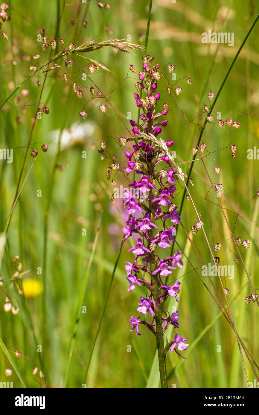 Fragrant orchid (Gymnadenia conopsea), inflorescence, Germany, Baden-Wuerttemberg Stock Photo