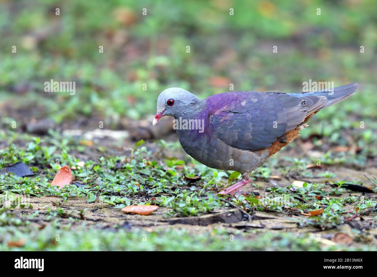 grey-faced quail dove (Geotrygon caniceps), on the feed on the ground, Cuba, Zapata  National Park Stock Photo
