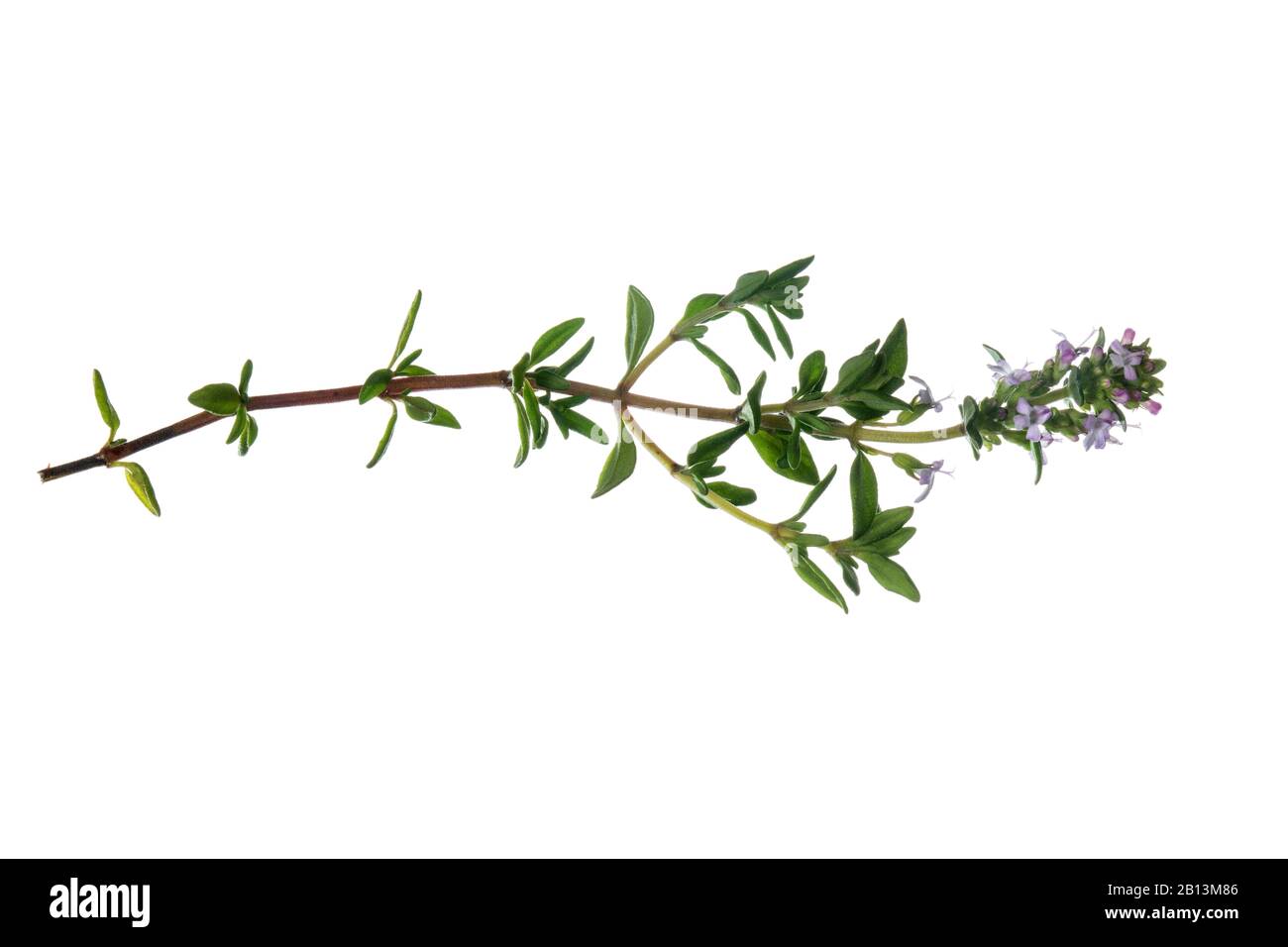 Garden thyme, English thyme, Common thyme (Thymus vulgaris), blooming twig, cutout with ruler Stock Photo