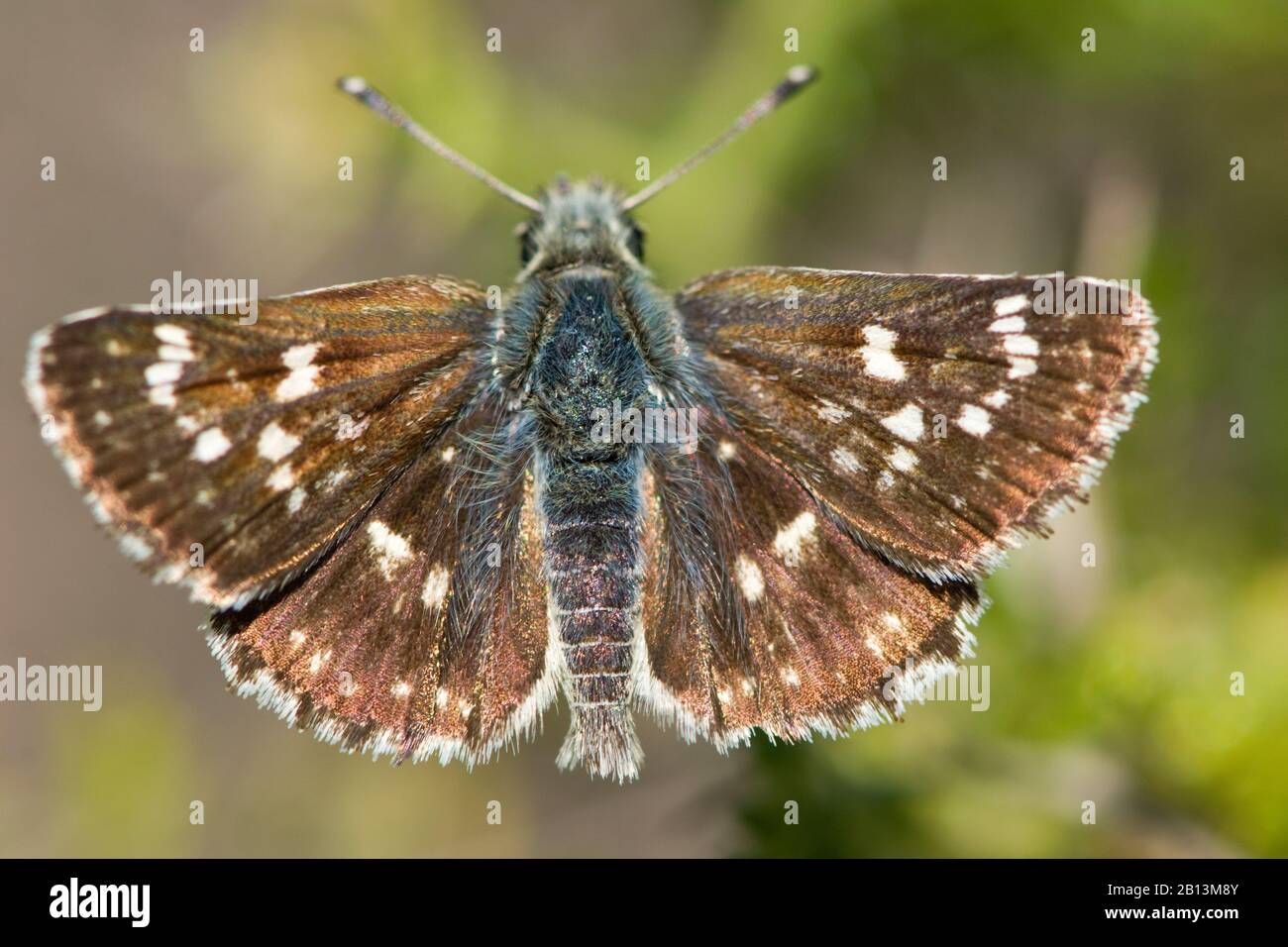 Orbed red underwing skipper (Spialia orbifer), top view, Greece, Lesbos Stock Photo
