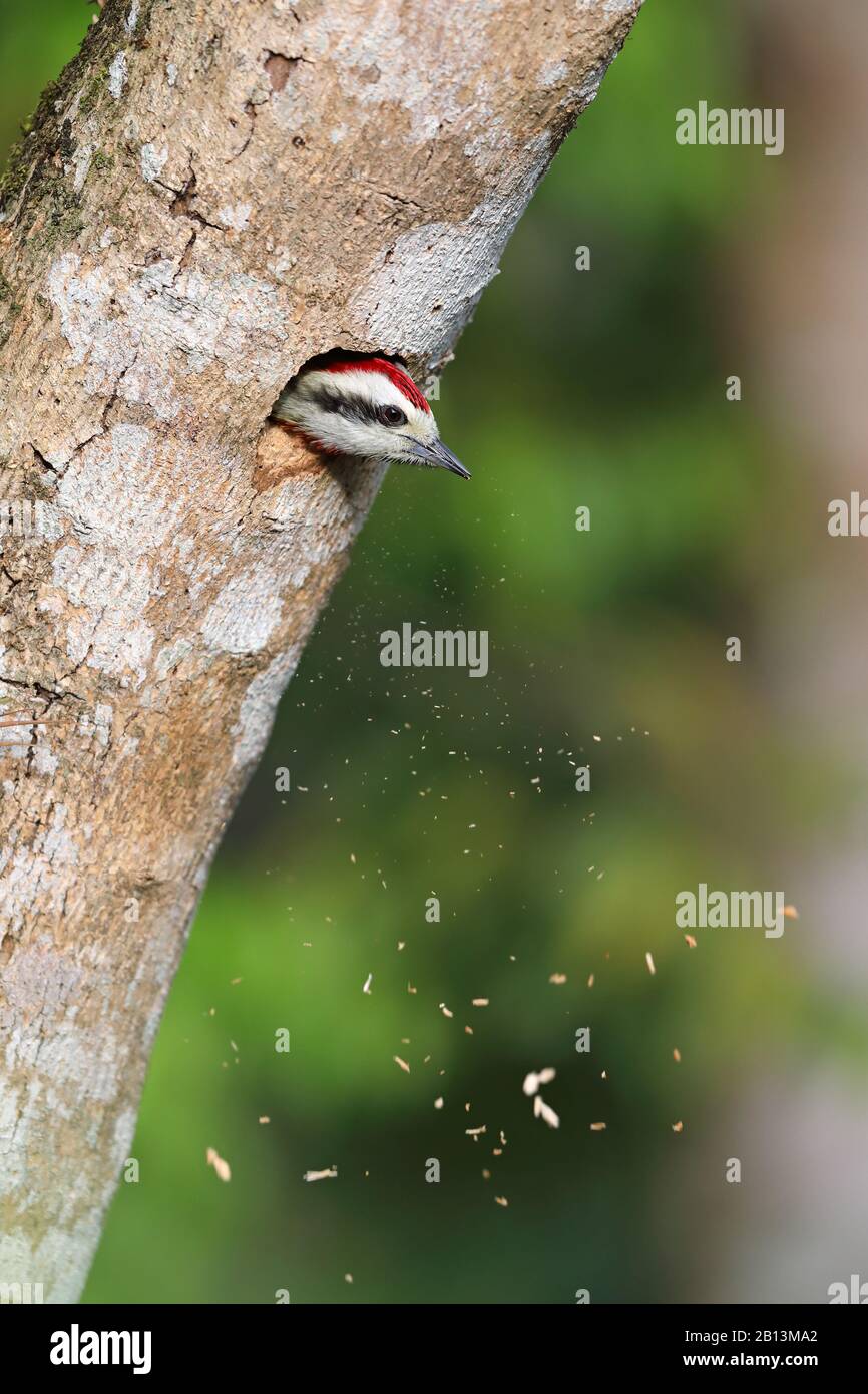 cuban green woodpecker (Xiphidiopicus percussus), male throws chipped wood out of the cave, Cuba Stock Photo