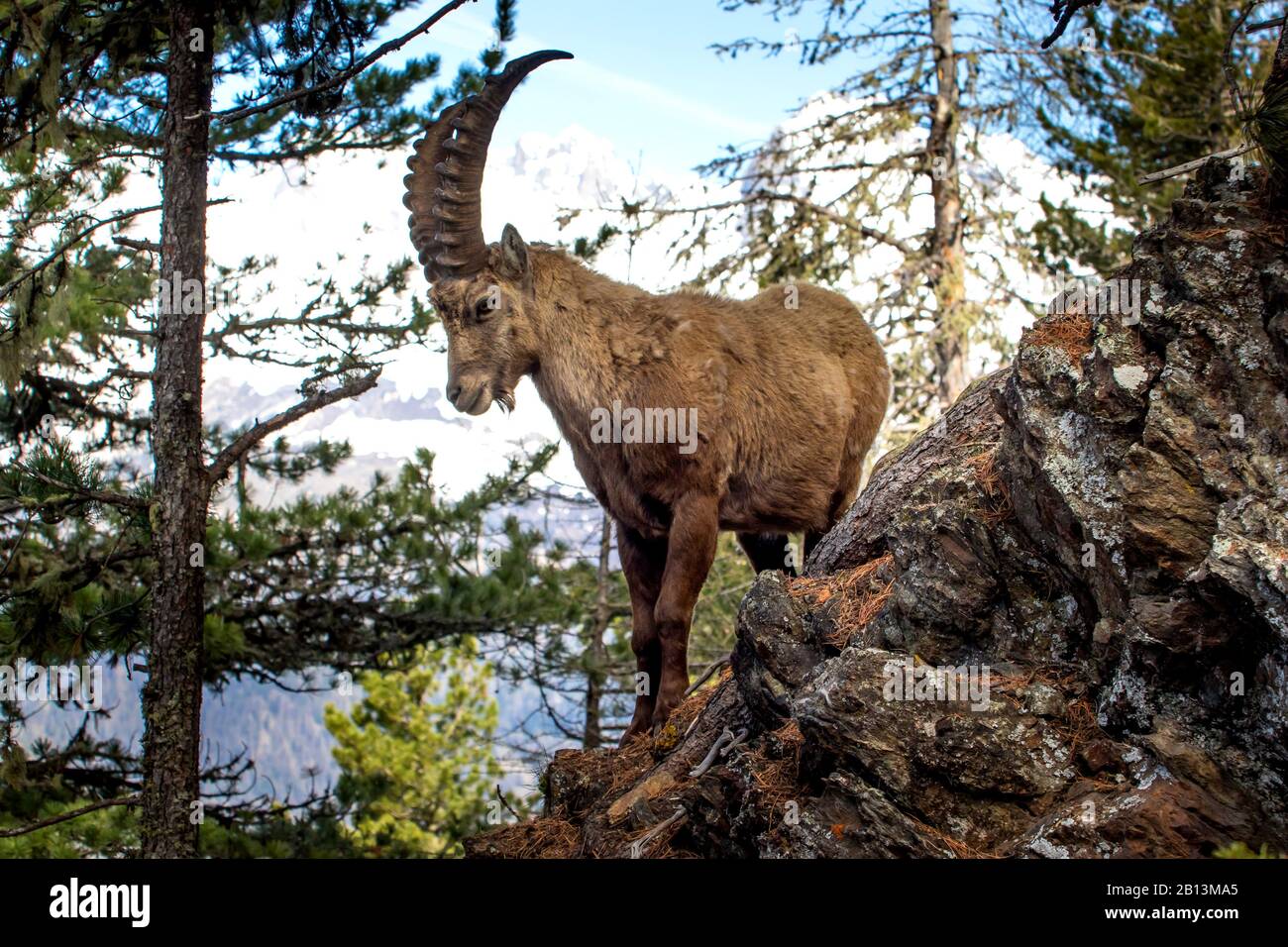 Alpine ibex (Capra ibex, Capra ibex ibex), stands in steep mountain forest, Switzerland, Grisons Stock Photo