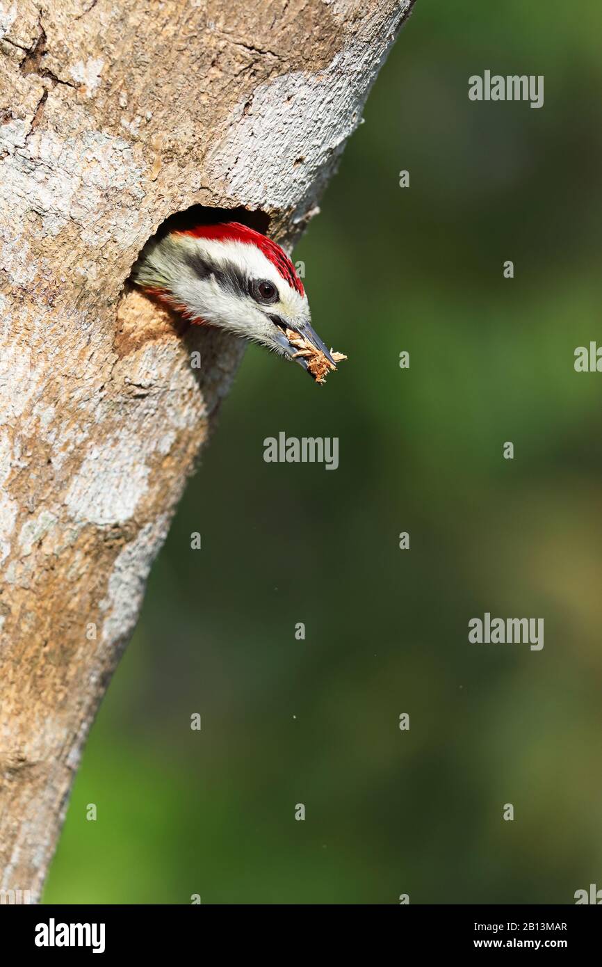 cuban green woodpecker (Xiphidiopicus percussus), male peering out of its cave, Cuba, Topes de Collantes Stock Photo
