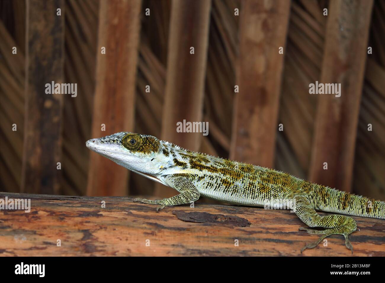 knight anole (Anolis equestris, Deiroptyx equestris), at the roof of a hut, Cuba Stock Photo