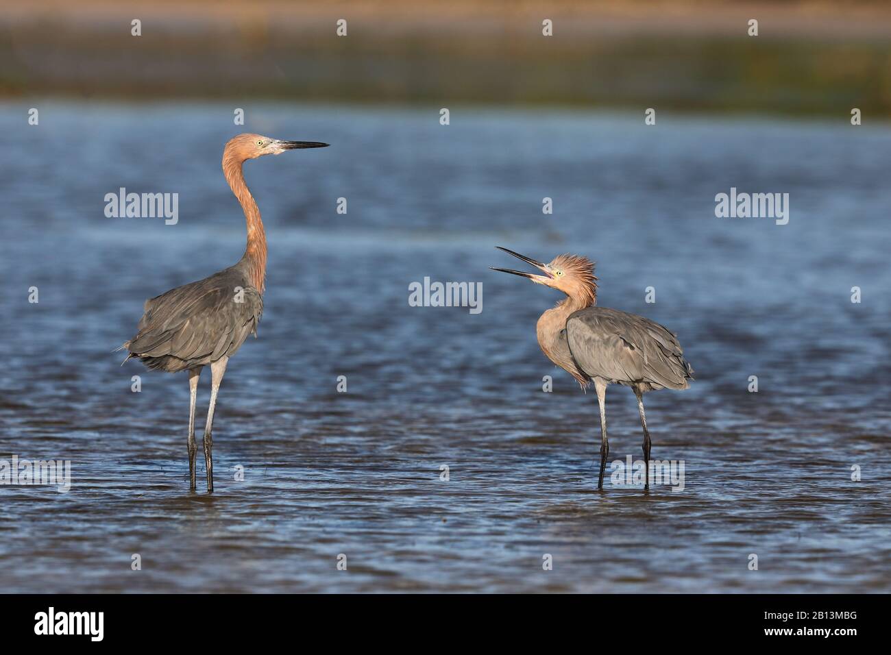 Reddish egret (Egretta rufescens), two Reddish egrets stand in a lagoon, juvenile begging for fodder, Cuba Stock Photo