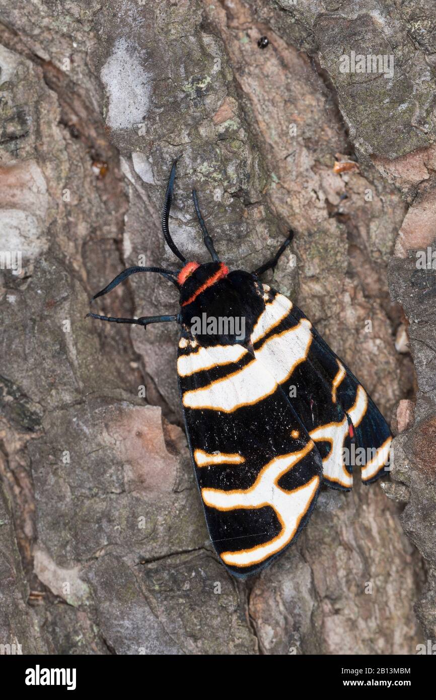hebe tiger moth (Arctia festiva, Ammobiota festiva, Ammobiota hebe), sits on bark, Germany Stock Photo
