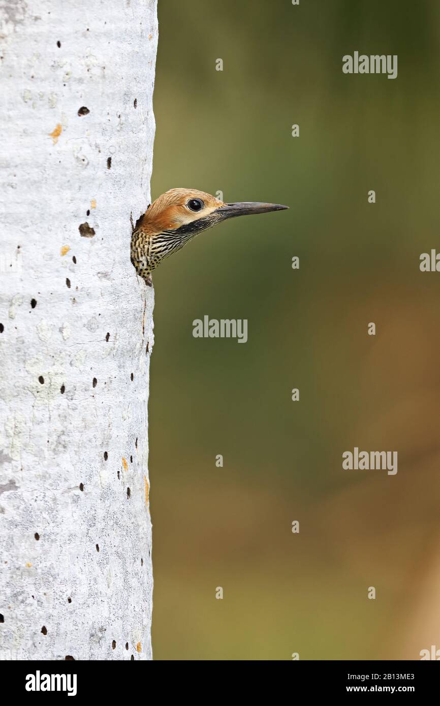 fernandina's flicker (Colaptes fernandinae), male peers out of its cave, Cuba, Zapata  National Park Stock Photo