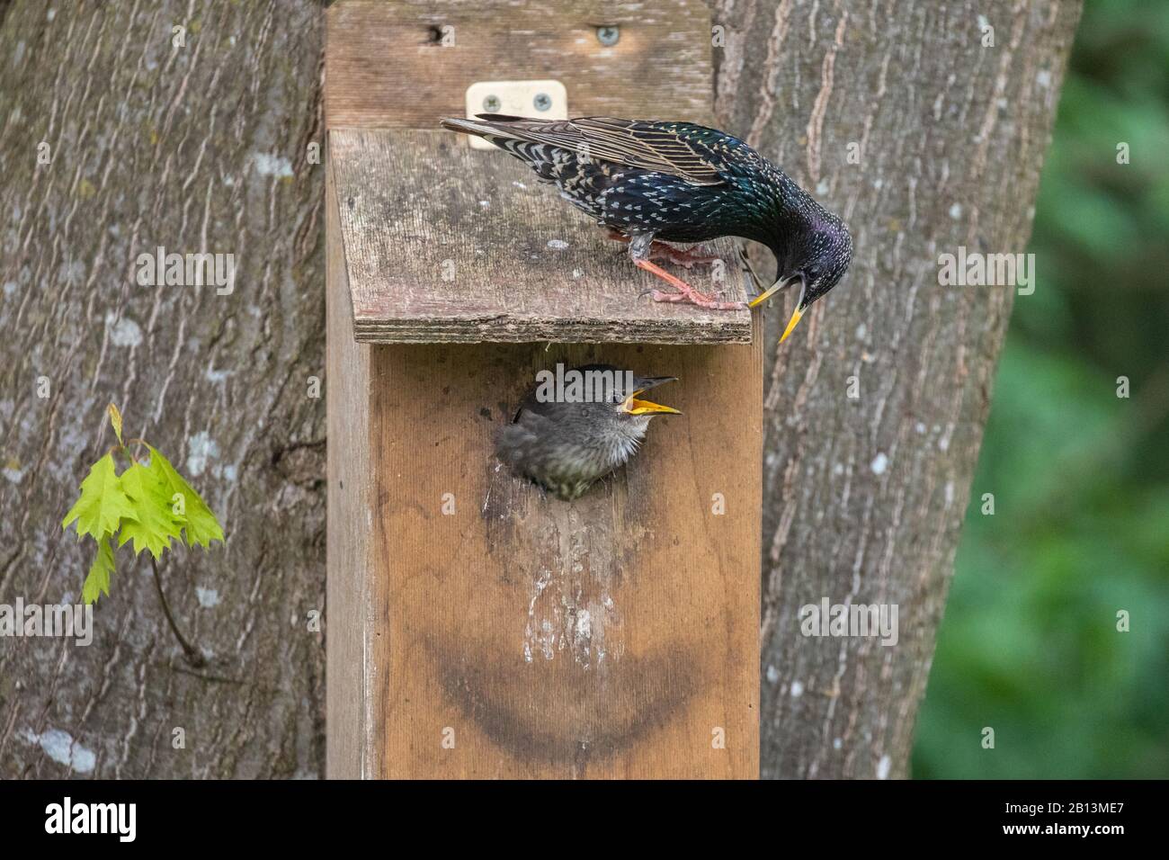 common starling (Sturnus vulgaris), decoying a fledgling out of the nesting box, Germany, Bavaria Stock Photo