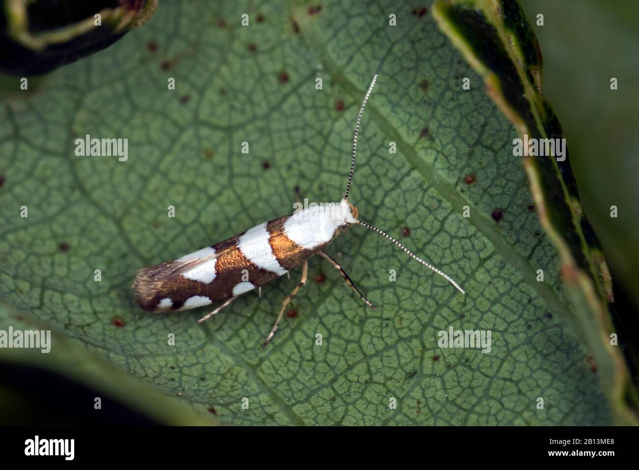 Gold ribbon argent hires stock photography and images Alamy