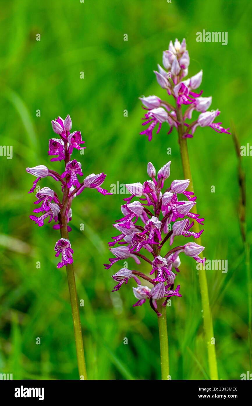 military orchid (Orchis militaris), three inflorescences, Germany, Baden-Wuerttemberg, Neuffener Heide Stock Photo