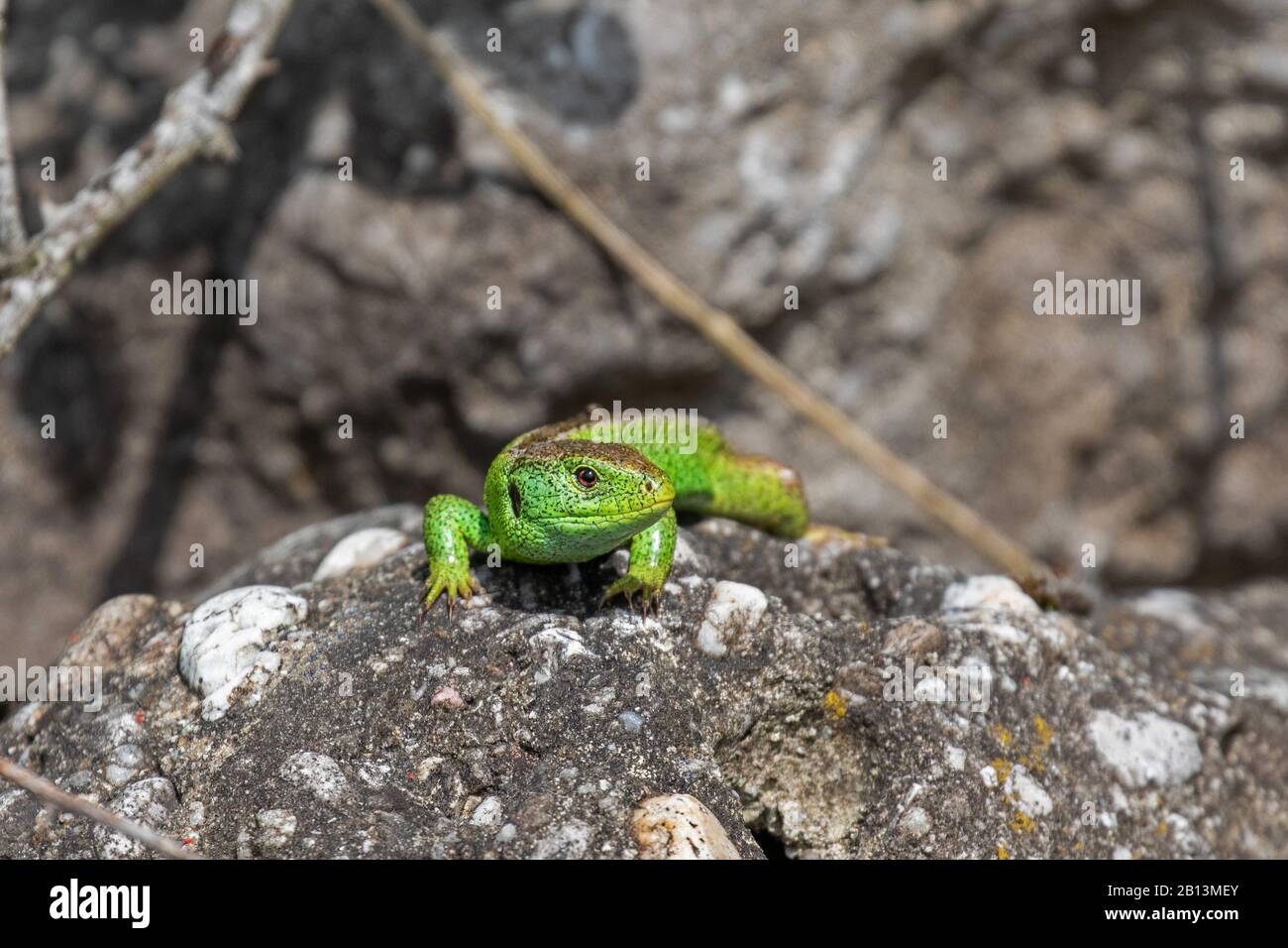 sand lizard (Lacerta agilis), male with nuptial colouration, frontal view, Germany, Bavaria Stock Photo