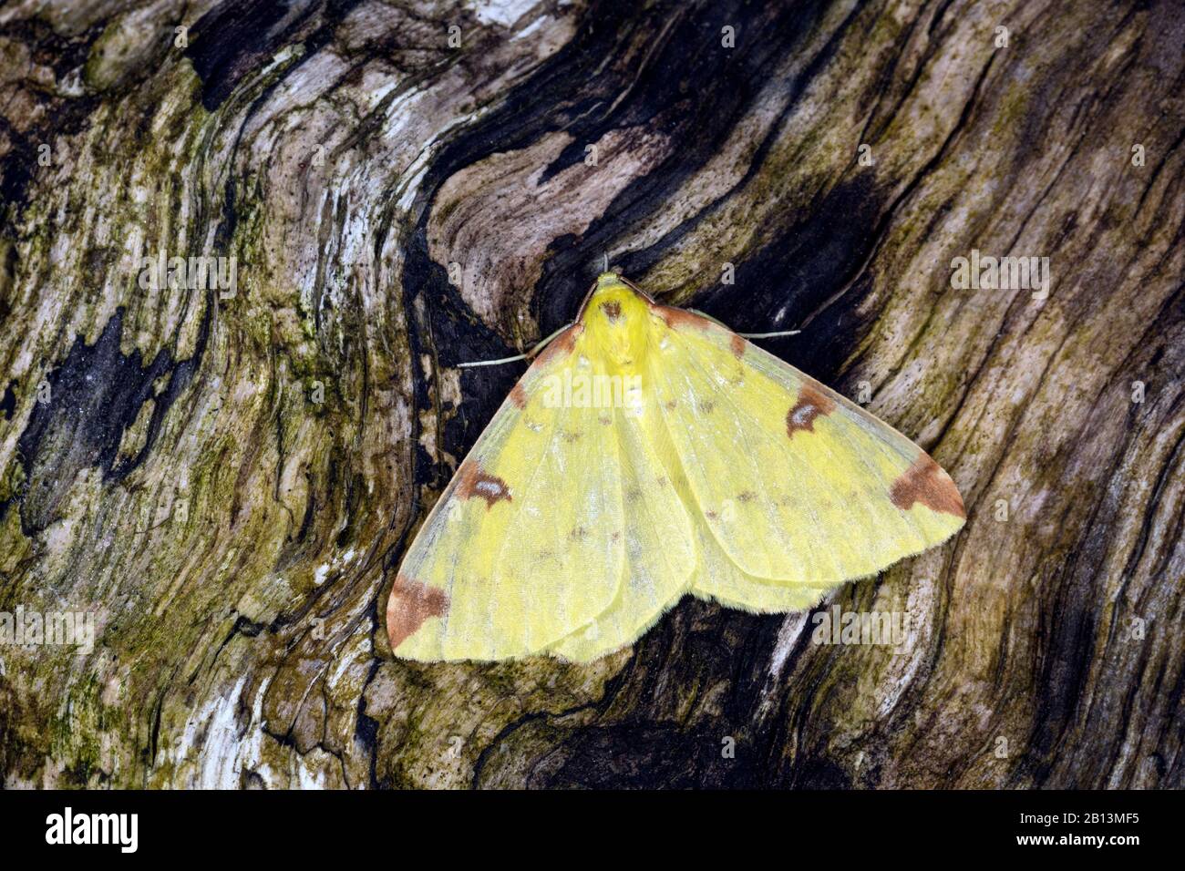 brimstone moth (Opisthograptis luteolata), sits on bark, Germany Stock Photo