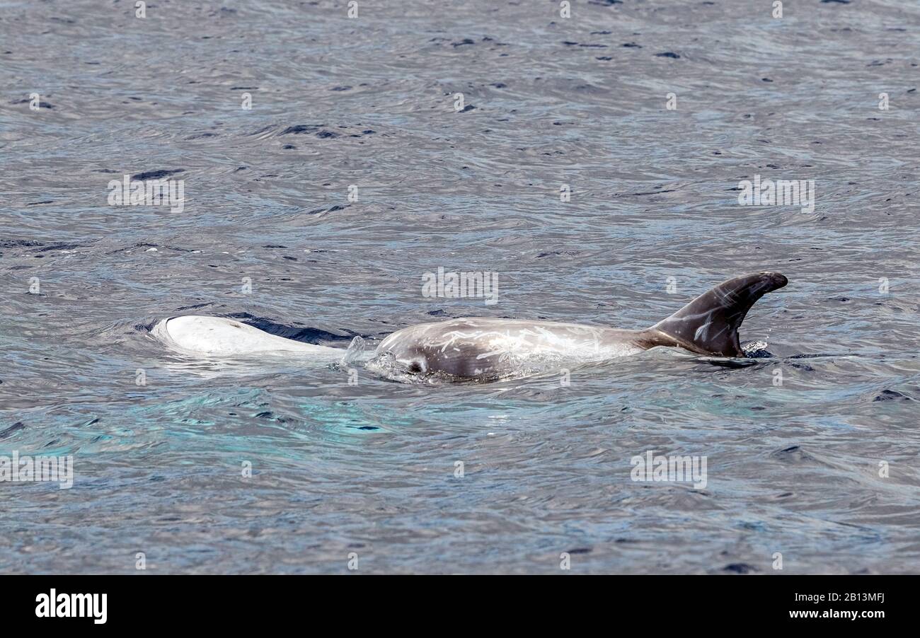 Risso's dolphin, Gray grampus, white-headed grampus (Grampus griseus), Risso's dolphins swimming together at the water surface, Azores Stock Photo