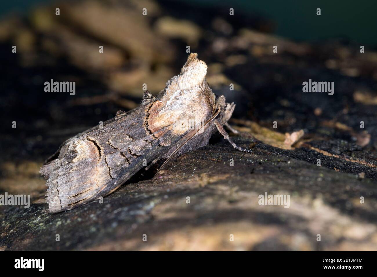 Dark spectacles (Abrostola triplasia), sits on bark, Germany Stock Photo