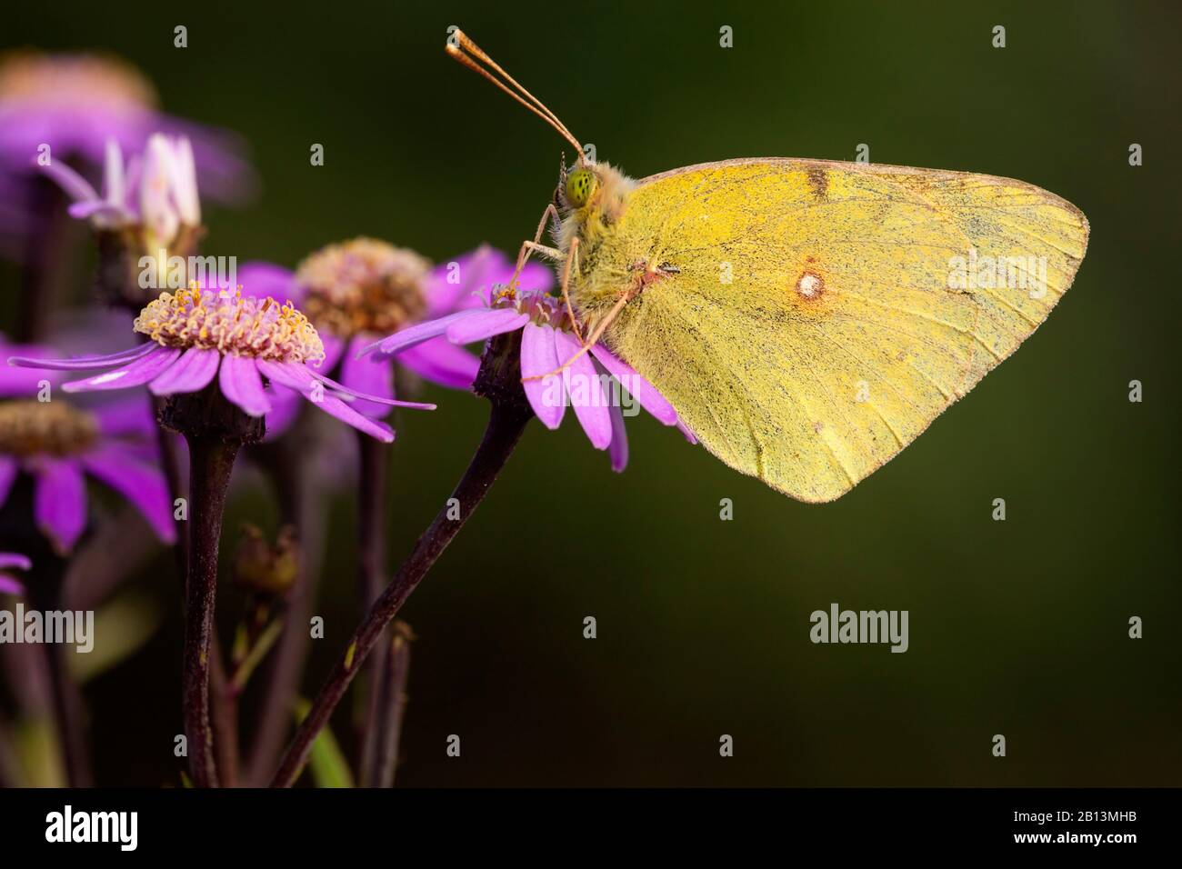 Dark Clouded Yellow, Common Clouded Yellow (Colias croceus, Colias ...