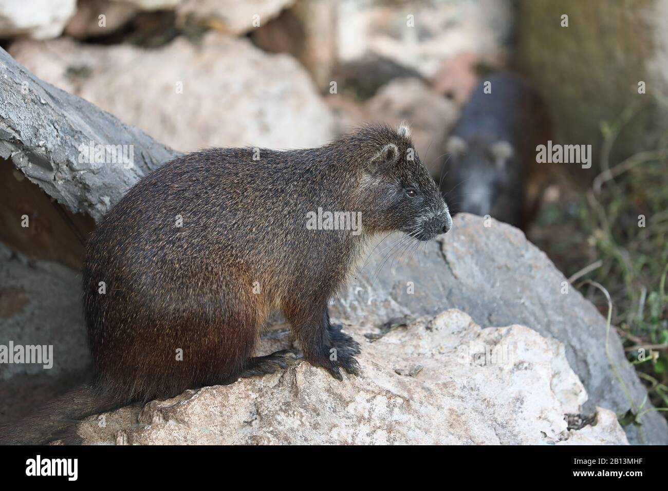 Hutias Cuban Hutias Jamaica Hutias Bahamian Hutias Capromys Spec Couple On The Ground Cuba Zapata National Park Stock Photo Alamy Hutias Cuban Hutias Jamaica Hutias Bahamian Hutias Capromys Spec Couple On The Ground Cuba Zapata National Park Stock Photo Alamy